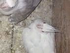 Cockatiel Whiteface Chick.