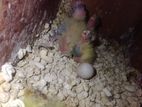 Cockatiels chicks