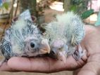 Cockateil Chicks