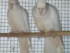 Cockatiel Albino Pair