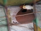 Cockatiel Birds