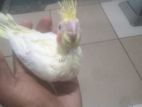 Cocatel Chicks