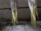 Cockatiel Birds