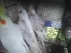 Cockatiel Birds
