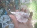 Cockatiel Bird