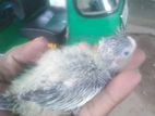 Cockatiel Chicks
