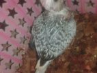 Cockatiel Bird