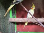 Cockatiel Birds