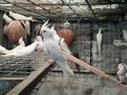 Cockatiel Bird