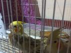 Cockatiel Bird Pair
