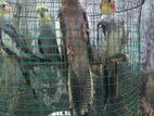 Cocatile Birds