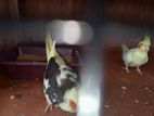 Cocatile Birds