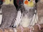 Cockatiel Breeding Pairs