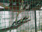 Cockatiel Breeding Pair
