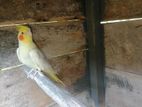Cockatiel Male Bird