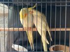 Cockatiels Birds