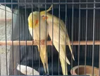 Cockatiels Birds