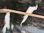 Albino Cockatiel Birds