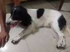 cocer spaniel