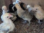 Farm Chicks