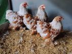 Cochin Bantam (buff Motted)