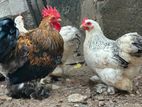Cochin Bantam Chicken