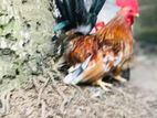 Cochin Bantam