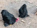Bantam Chicks