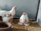Bantam Chickens