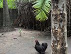 Cochin Bantam