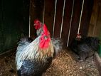 Cochin Chicken