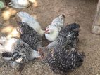 Cochin Bantam