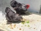 Cochin Bantam