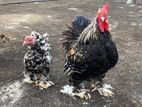 Cochin Bantam