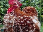 Cochin Bantam
