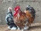 Cochin Bantam