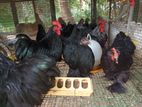 Cochin Bantam Pair (6Month)