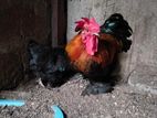 Bantam Chicken