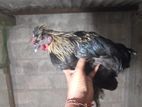 Cochin Bantam Rooster