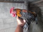 Cochin Bantam Rooster