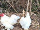 Cochin Bantam White