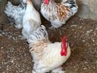 Cochin Bantam