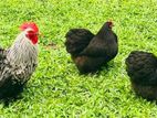 Cochin Bantams Rooster
