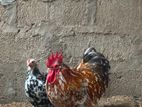 Cochin Chicken