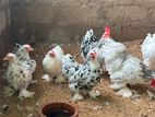 Cochin Bantam Chickens