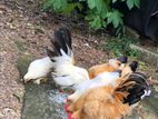 Bantam Chicken