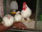 Cochin Bentam Chickens