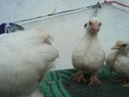 Cochin Chicks