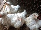 Cochin Chicks
