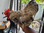 Cochin Bantam